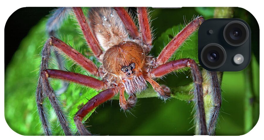 Disk1250 iPhone Case featuring the photograph Wandering Spider Male by James Christensen