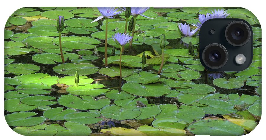 Animal Themes iPhone Case featuring the photograph Water Lillies With Frogs by João Caetano Dias