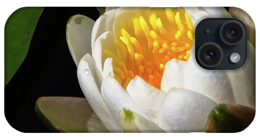 Green iPhone Case featuring the photograph Water Lily 2 by Steve DaPonte