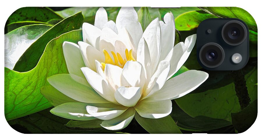 Water Lily iPhone Case featuring the photograph Water Lily by Susan Hope Finley