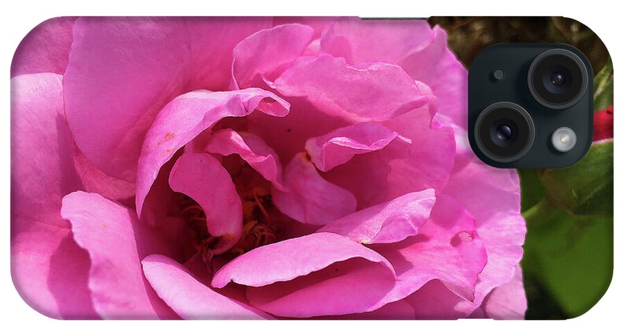 Rose iPhone Case featuring the photograph Wearing Pink by Eunice Warfel