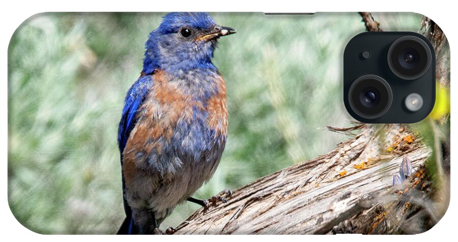 Bluebirds iPhone Case featuring the photograph Scruffy Western Blue by Michael Dawson