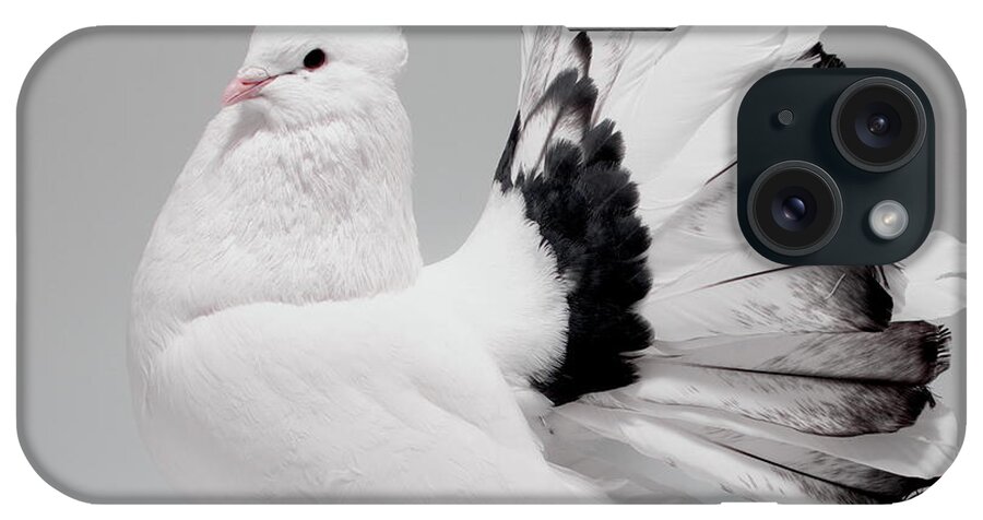 Pigeon iPhone Case featuring the photograph White and Black Indian Fantail Pigeon by Nathan Abbott