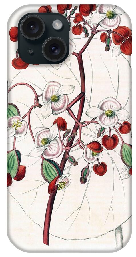 Begonia Albococcinea iPhone Case featuring the drawing White and scarlet begonia Edwards' Botanical Register, edited by John Lindley, Ridgeway, 1846. by Album