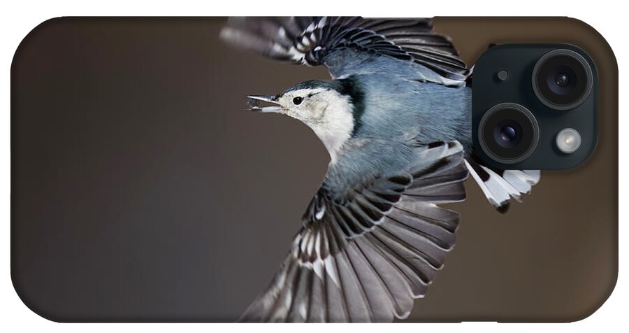 Nuthatch iPhone Case featuring the photograph White-breasted nuthatch in flight by Mircea Costina Photography