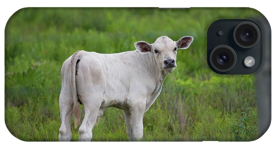 Animal iPhone Case featuring the photograph White Calf Says Moove Along by T Lynn Dodsworth