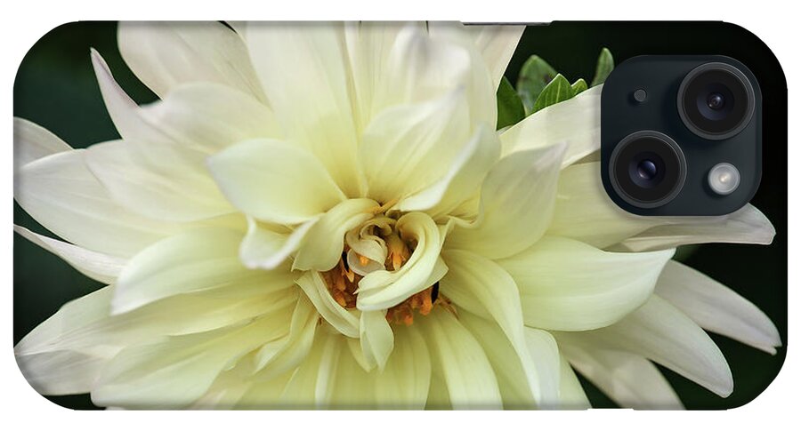 Dahlia iPhone Case featuring the photograph White Dahlia Beauty by Dale Kincaid