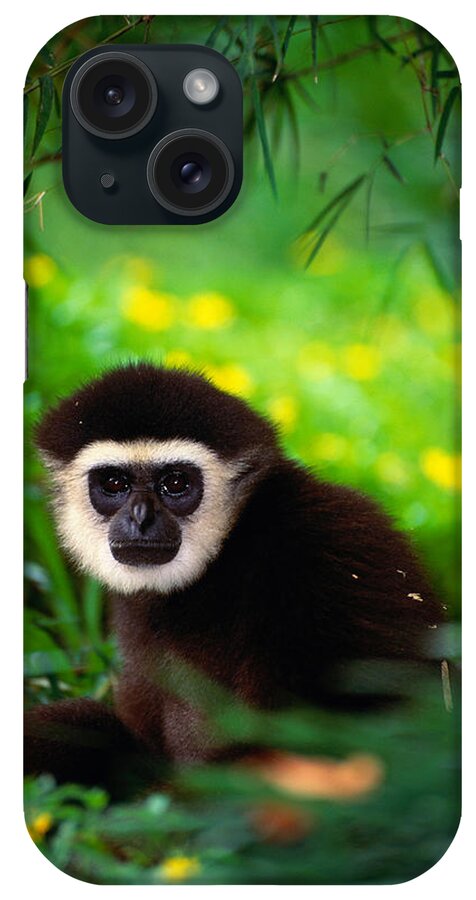 Animal Themes iPhone Case featuring the photograph White-handed Gibbon Hylobateslar In by Art Wolfe