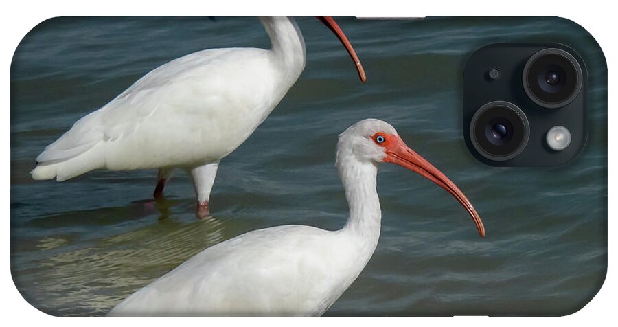 White Ibis iPhone Case featuring the photograph White Ibis Pair by Ken Stampfer