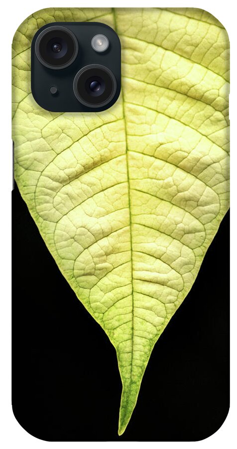 Flower iPhone Case featuring the photograph White Poinsettia Leaf by Don Johnson