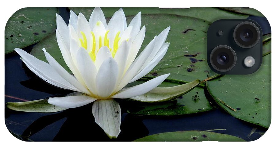 Photography iPhone Case featuring the photograph White Pond Lilly by Jeffrey PERKINS