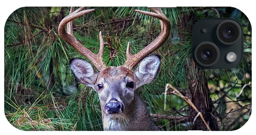 Deer iPhone Case featuring the photograph Whitetail Deer by Bob Decker