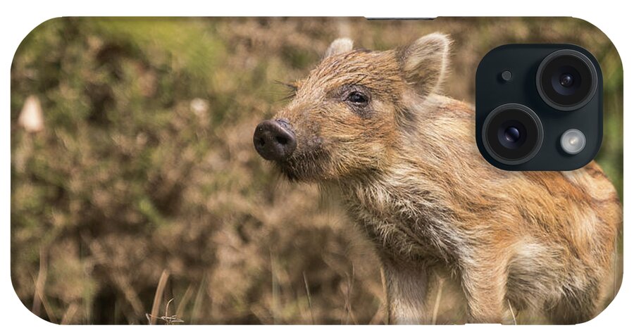 Wild Boar iPhone Case featuring the photograph Wild Boar Humbug by Wendy Cooper