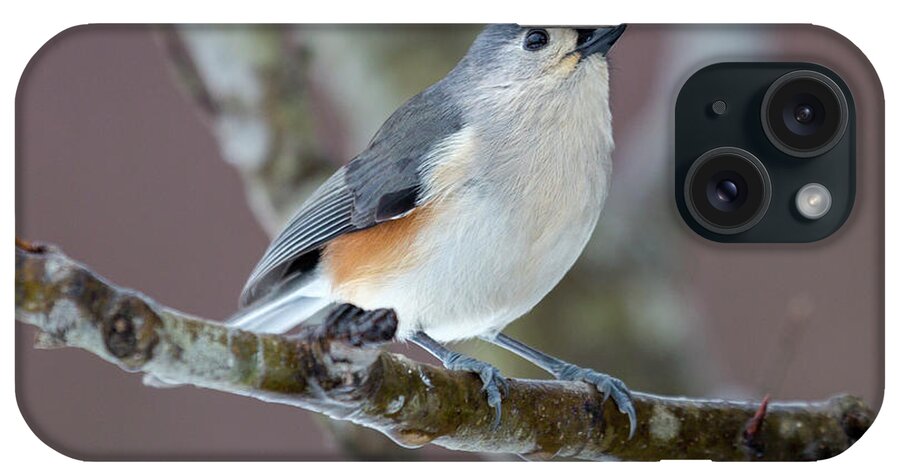 Titmouse iPhone Case featuring the photograph Wintry Virginia Titmouse by Betsy Knapp