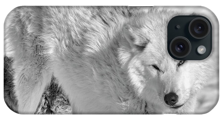 Wolf 4509 iPhone Case featuring the photograph Wolf B&w 4509 by Gordon Semmens