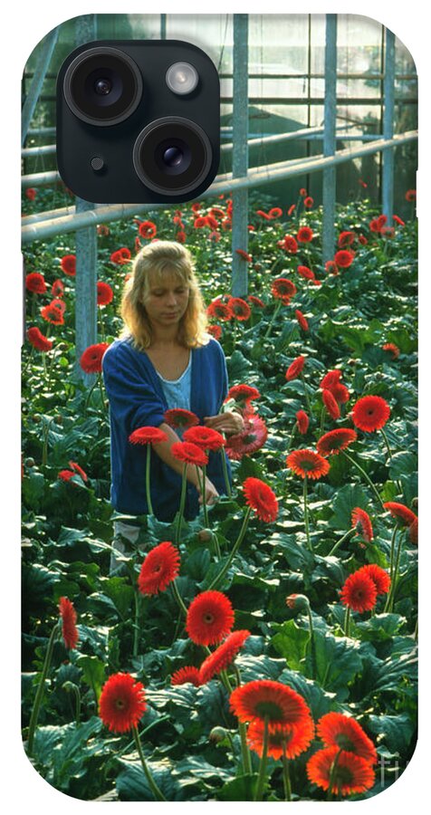 Harvest iPhone Case featuring the photograph Woman Harvesting Greenhouse-grown Gerbera Flowers by Maximilian Stock Ltd/science Photo Library