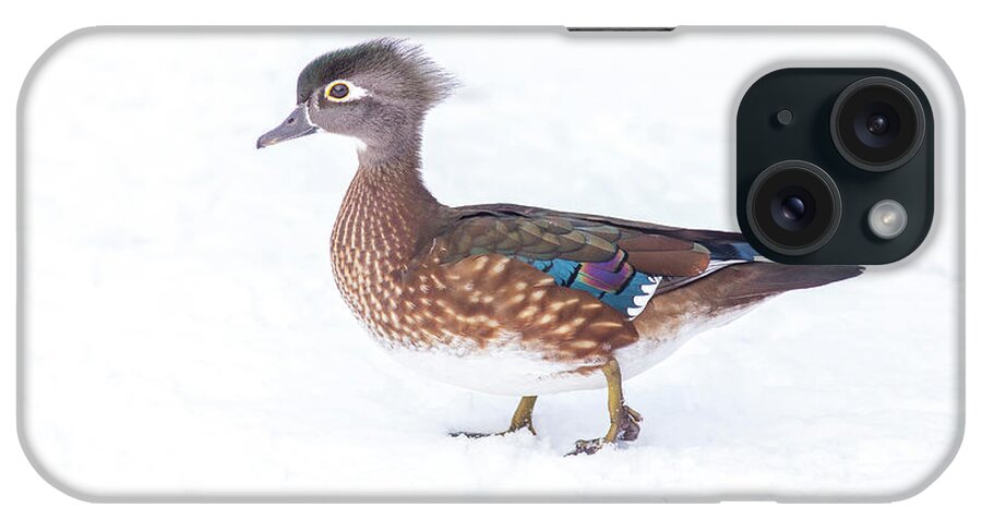 Wood Duck In Winter iPhone Case featuring the photograph Wood duck in winter by Lynn Hopwood