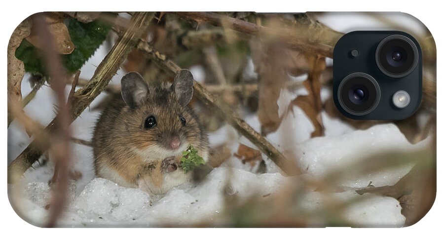 ©wendycooper iPhone Case featuring the photograph Wood Mouse by Wendy Cooper