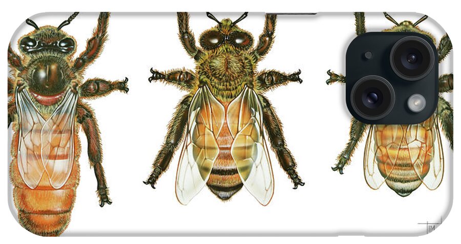Worker iPhone Case featuring the painting Worker, Drone, And Queen Honey Bees by Tim Knepp