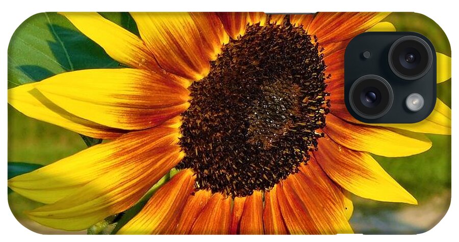 - Yellow And Brown Sunflower iPhone Case featuring the photograph - Yellow and Brown Sunflower by THERESA Nye