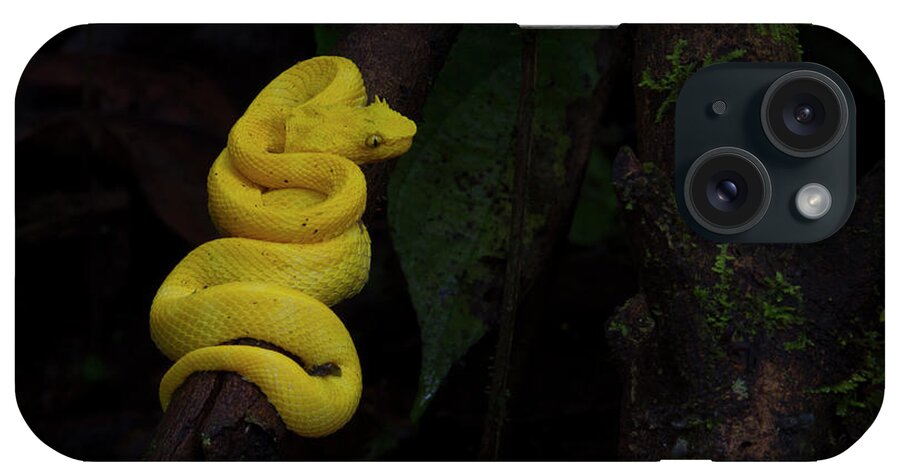 Snake iPhone Case featuring the photograph Yellow eye-lashed Viper by Patrick Nowotny