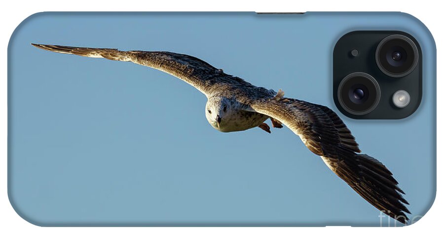 Bird iPhone Case featuring the photograph Yellow-legged Gull Breeding Flying by Pablo Avanzini