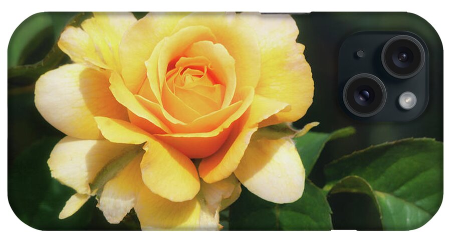 Yellow Rose iPhone Case featuring the photograph Yellow Rose by Saija Lehtonen