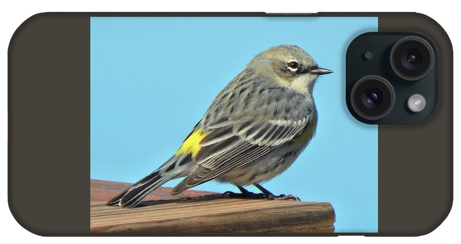 Bird iPhone Case featuring the photograph Yellow-rumped Warbler Perfect Pose by Karen Stansberry