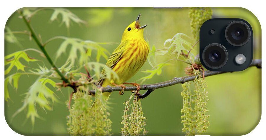 Colourgreen iPhone Case featuring the photograph Yellow Warbler Singing Amongst Oak Catkins And Leaves, Usa by Marie Read /naturepl.com