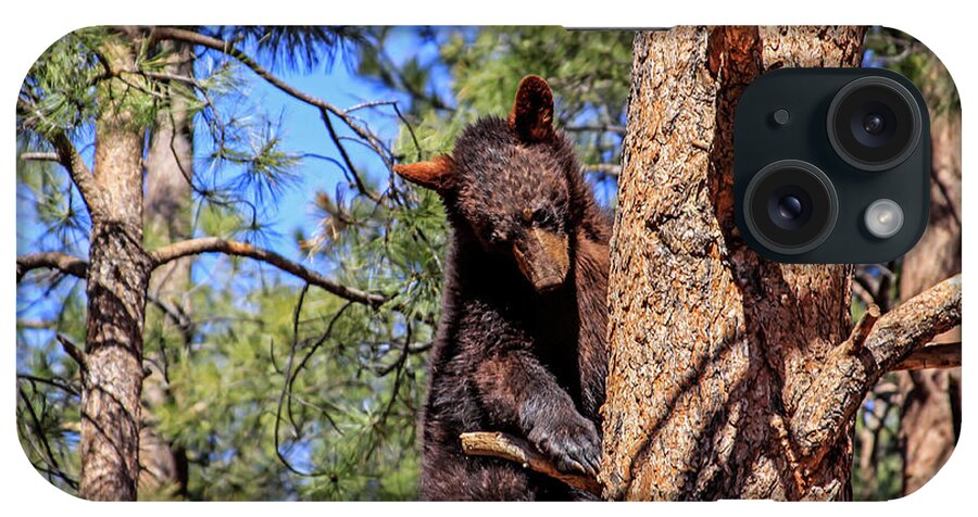 Arizona iPhone Case featuring the photograph Young Black Bear in Tree 1, Arizona by Dawn Richards