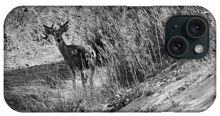 Richard E. Porter iPhone Case featuring the photograph Young Buck - Palo Duro Canyon State Park, Texas by Richard Porter