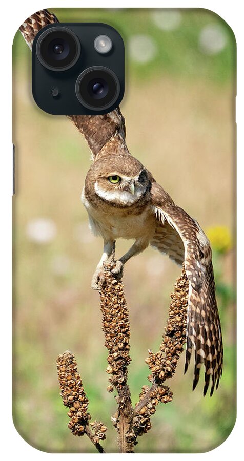Burrowing Owls iPhone Case featuring the photograph Young Burrowing Owl on Mullein by Judi Dressler