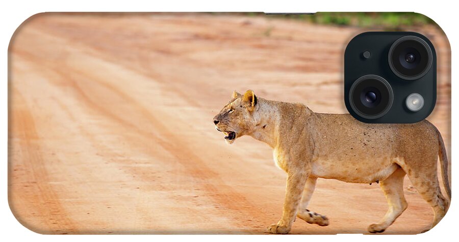 Kenya iPhone Case featuring the photograph Young Lioness Walking In Morning Sun by 1001slide