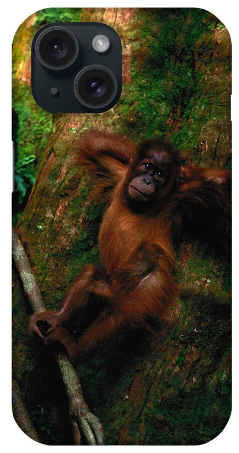Hands Behind Head iPhone Case featuring the photograph Young Sumatran Organutan Pongo Pongo by Art Wolfe