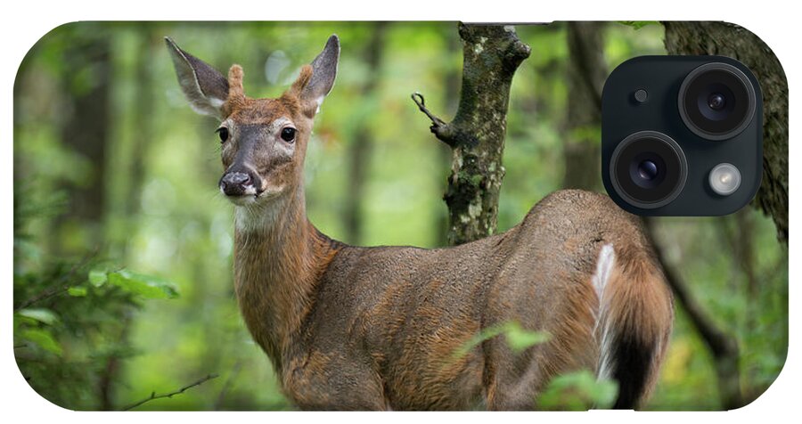 Deer iPhone Case featuring the photograph Young White-tailed Deer, Odocoileus virginianus, with Velvet Antlers by William Dickman
