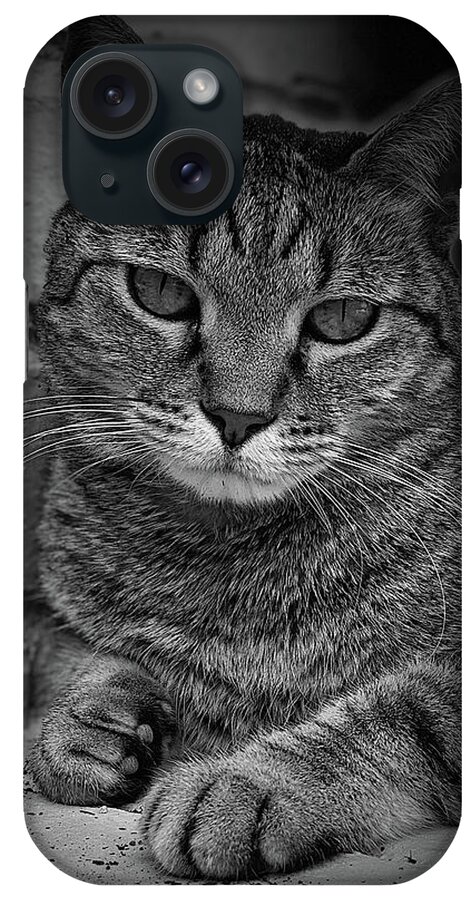 Cat iPhone Case featuring the photograph Yuki Cat BW Portrait by David G Paul