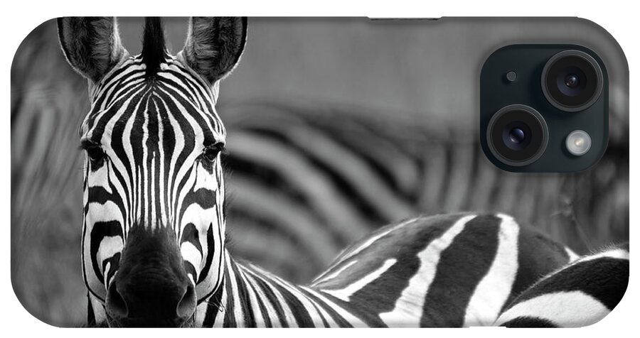 Plains Zebra iPhone Case featuring the photograph Zebra by Wldavies