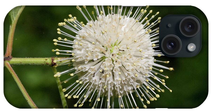 Cephalanthus iPhone Case featuring the photograph Alabama Buttonbush Wildflower #1 by Kathy Clark