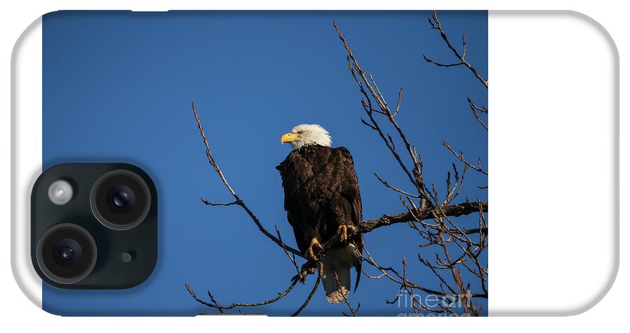 American iPhone Case featuring the photograph American Bald Eagle #2 by Teresa Jack