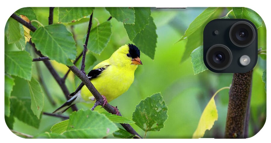 American iPhone Case featuring the photograph American Goldfinch #1 by Al Mueller