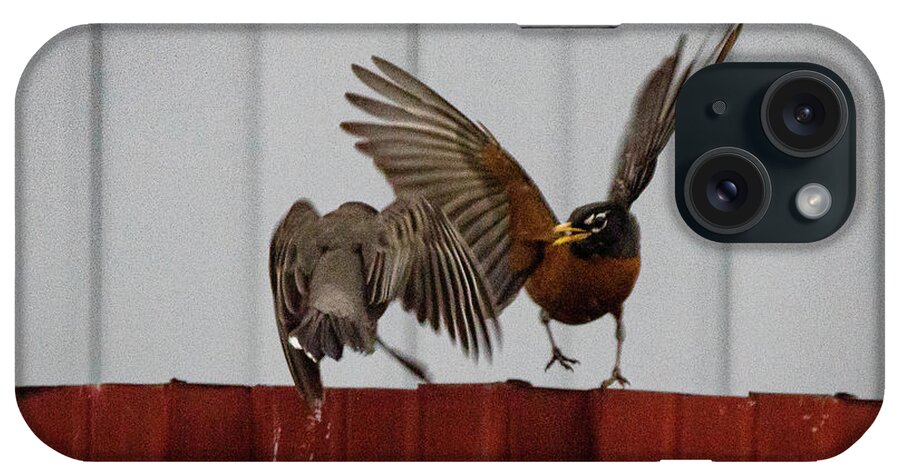 No People iPhone Case featuring the photograph American Robins aerial fight #1 by SAURAVphoto Online Store
