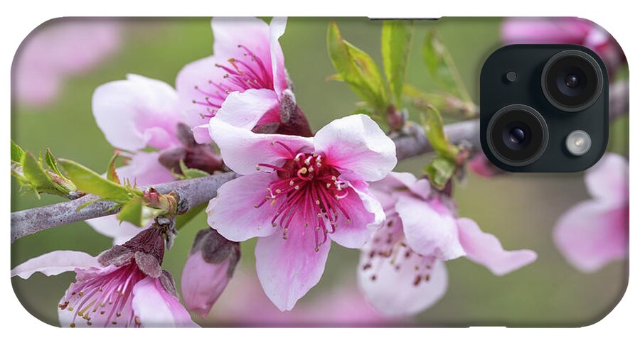 Blossom iPhone Case featuring the photograph Apple Blossoms #1 by Mimi Ditchie