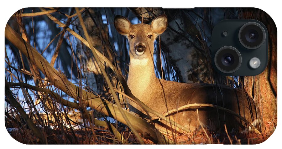 Bedded Doe iPhone Case featuring the photograph Bedded Doe #1 by Brook Burling