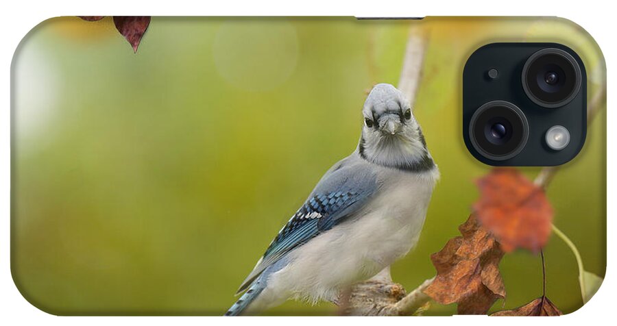 Blue Jay iPhone Case featuring the photograph Blue Jay #1 by Kay Jantzi