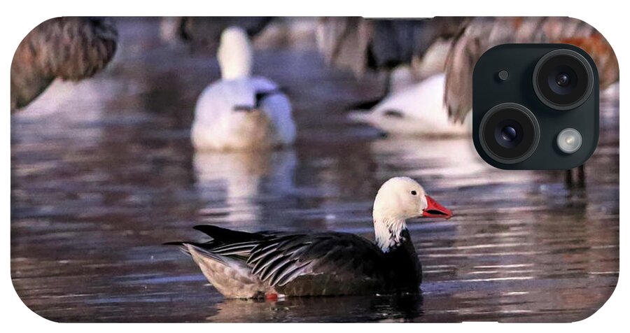 Goose iPhone Case featuring the photograph Blue Phase Snow Goose #1 by Robert Harris