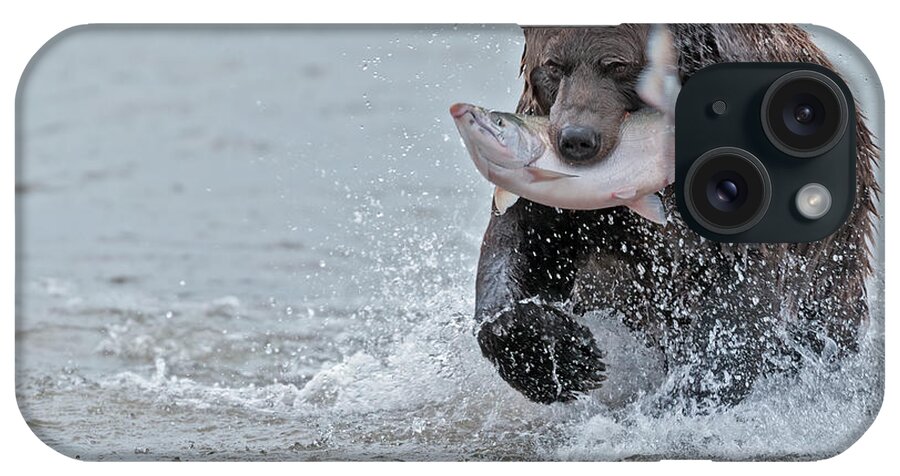 Wild iPhone Case featuring the photograph Brown Bear with Salmon catch #1 by Gary Langley