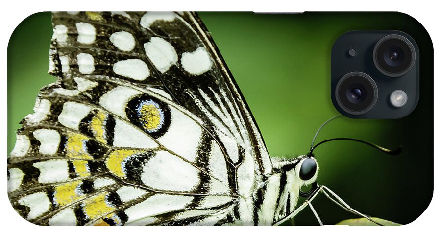 Lepidoptera iPhone Case featuring the photograph Butterfly on a leaf #5 by SAURAVphoto Online Store