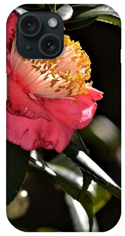 Camellia Light iPhone Case featuring the photograph Camellia Light #1 by Warren Thompson
