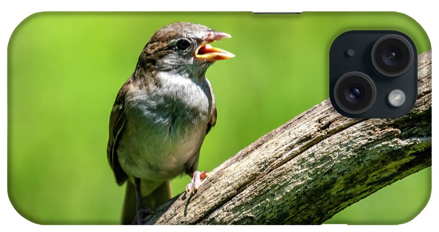 Bird iPhone Case featuring the photograph Chirp #1 by Cathy Kovarik