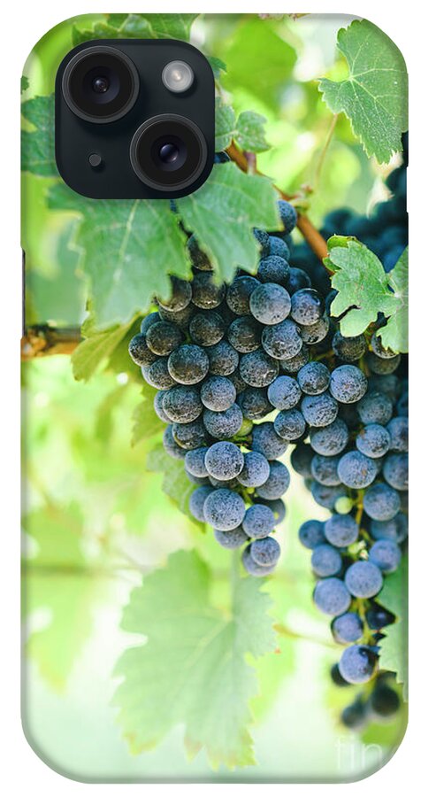 Grape iPhone Case featuring the photograph Closeup of fresh purple grape on branch in vineyard. #1 by Jelena Jovanovic